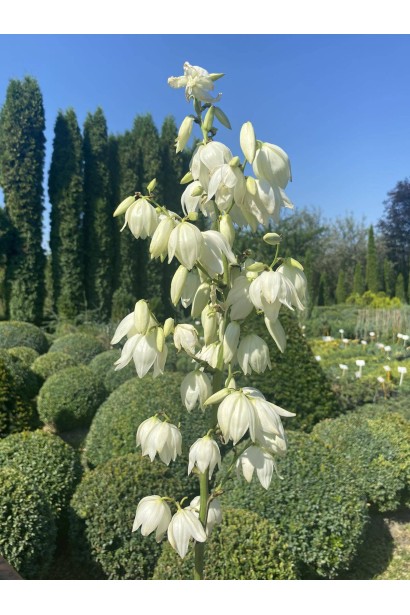 Юкка нитчата  - 5л/вис.30-40см/Ø30-40см